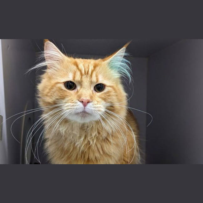 Photo of Oliver