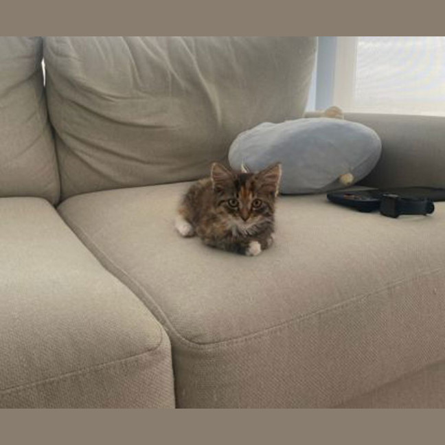 Photo of Popcorn
