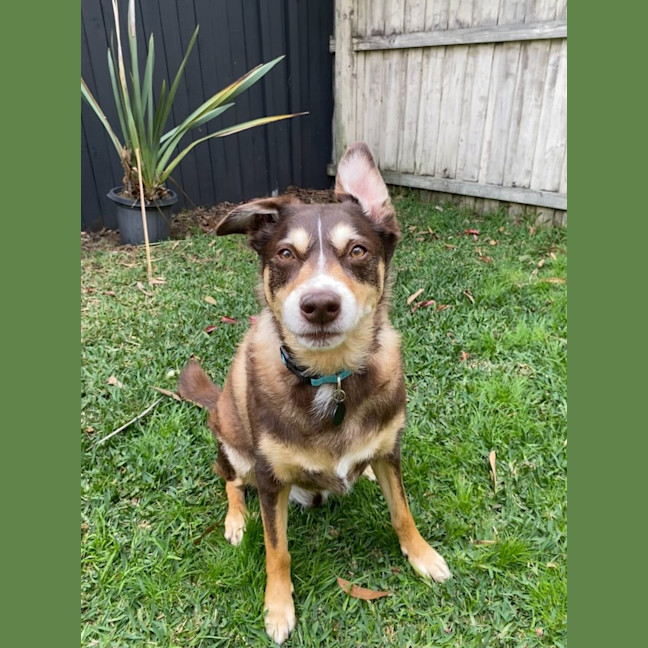 Photo of Koda