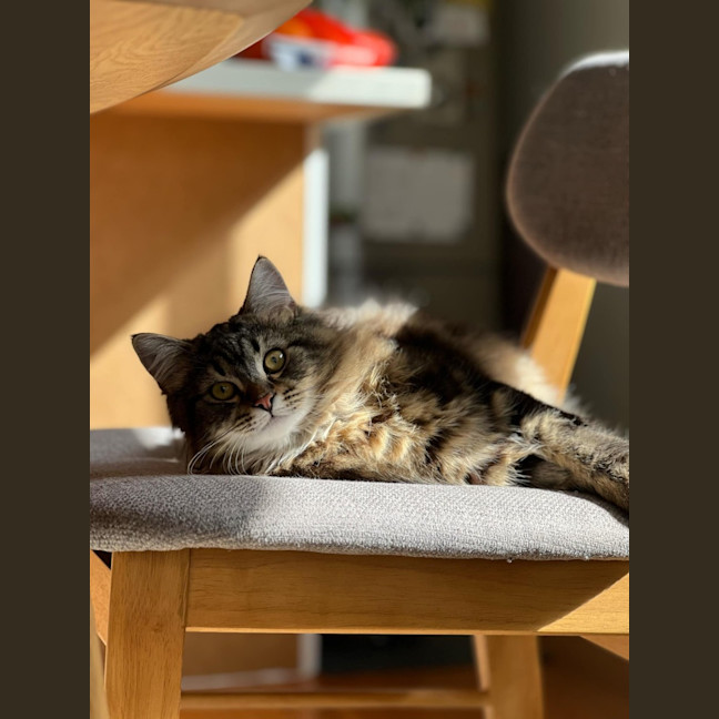 Photo of Pistachio   Located In Northcote