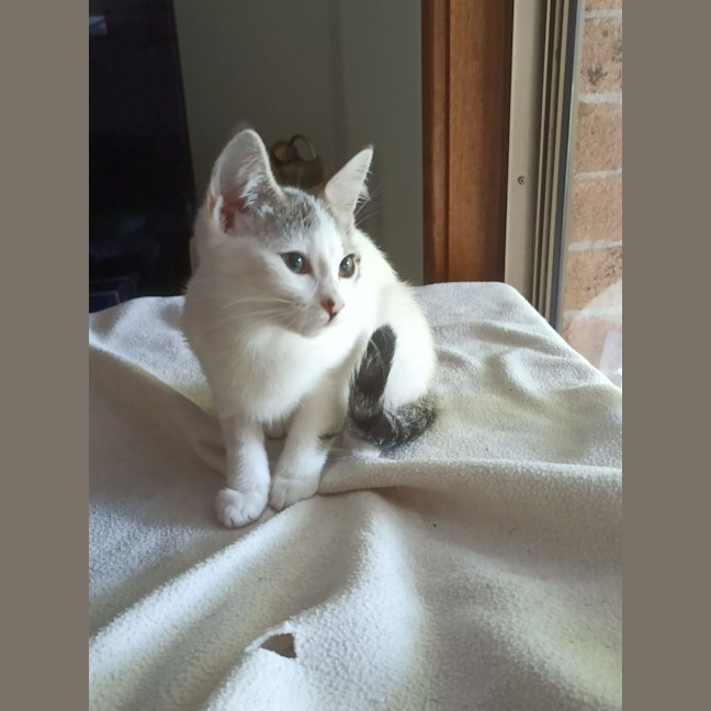 Photo of Clover   Now At Pet Quarters Rutherford