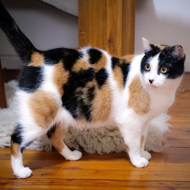 Photo of Jennifer Meowsu