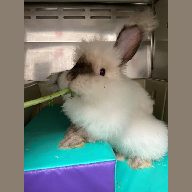 Photo of Minnie   Available At Pet Stock Engadine