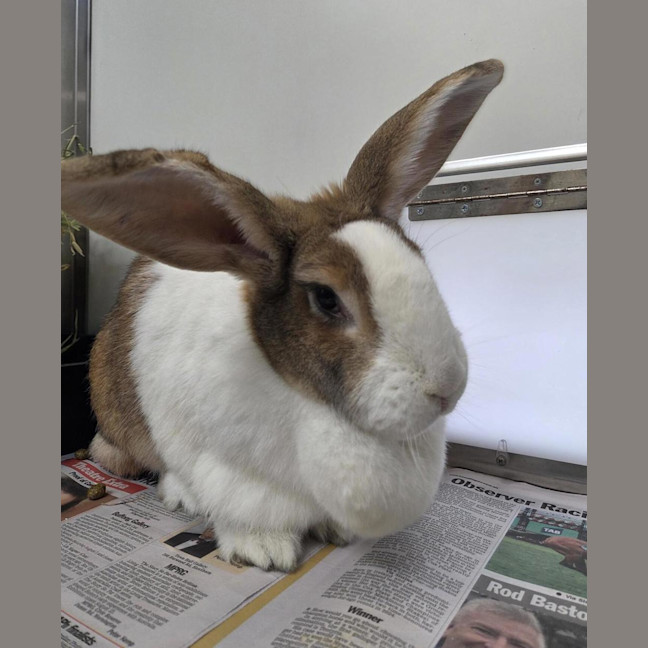 Photo of Duchess