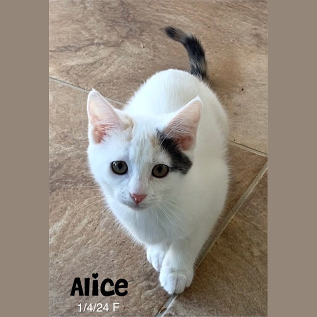Photo of Alice