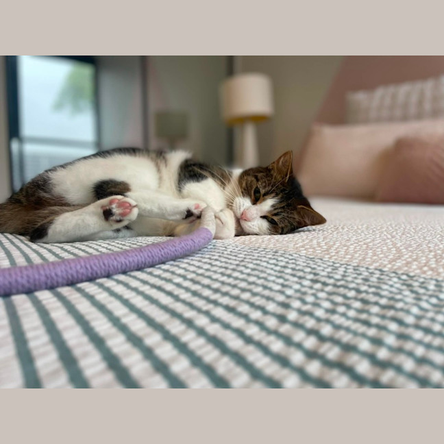 Photo of Mimi   In Foster Care In Macleod