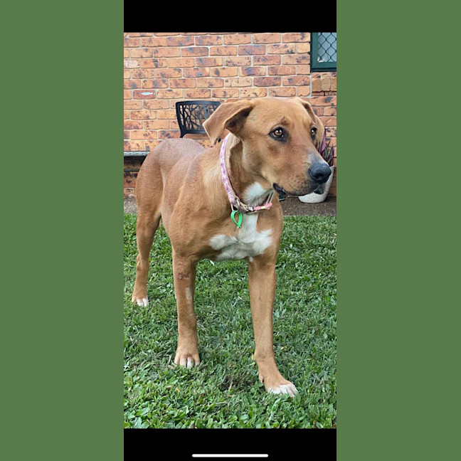 Photo of Honey