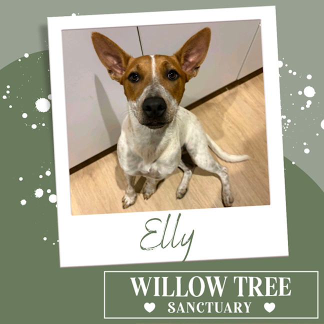 Photo of Elly