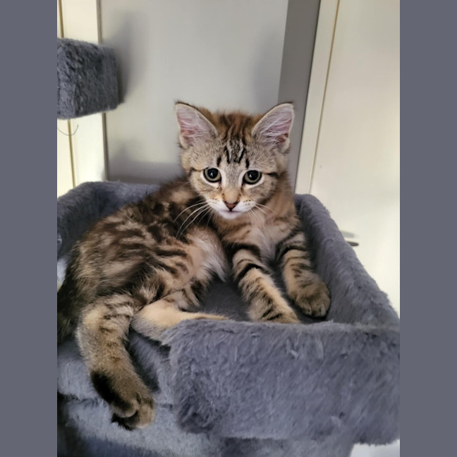 Photo of Moana Meet Me @Petstock Carrum Downs Store 