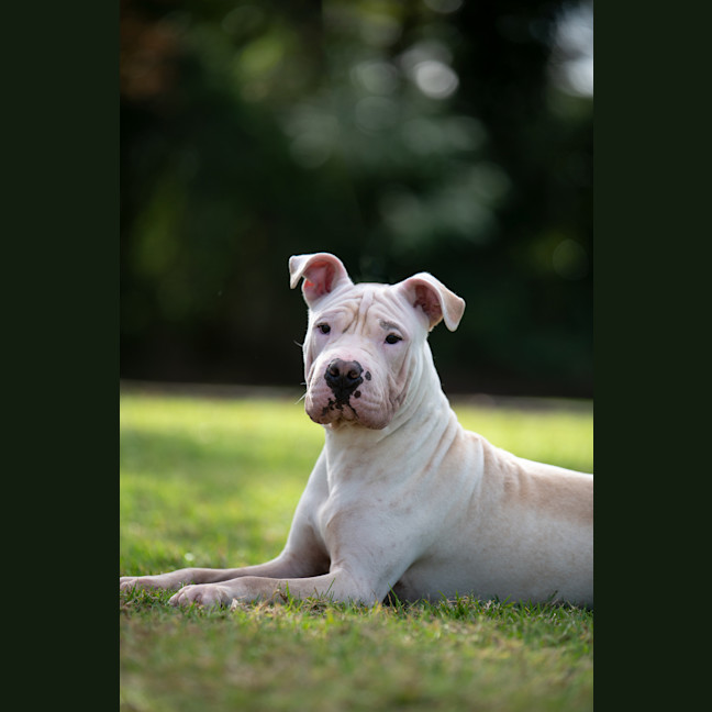 Photo of Benji