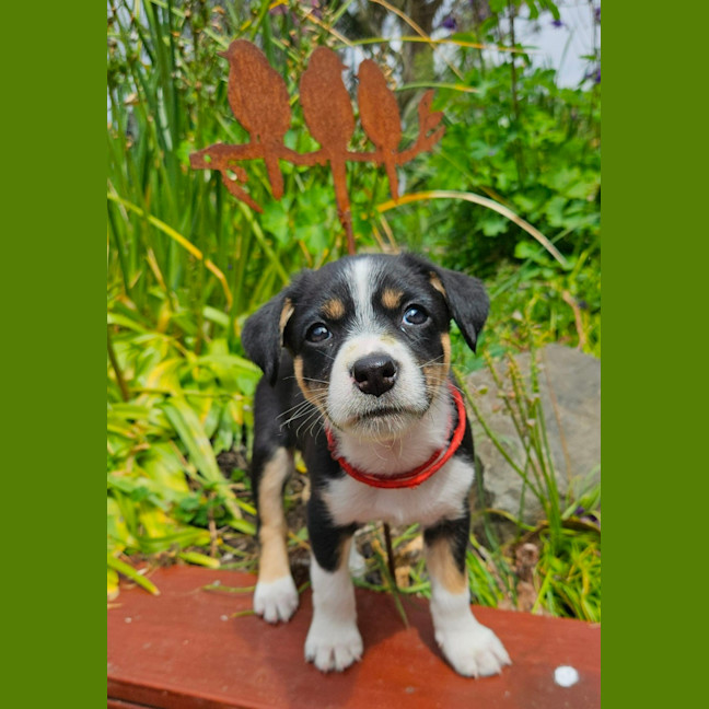 Photo of Tassie Devil