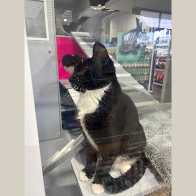 Photo of Alaska Meet Me@Petstock Carrum Downs Store