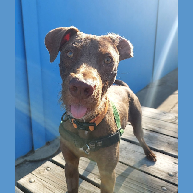 Photo of Lupin