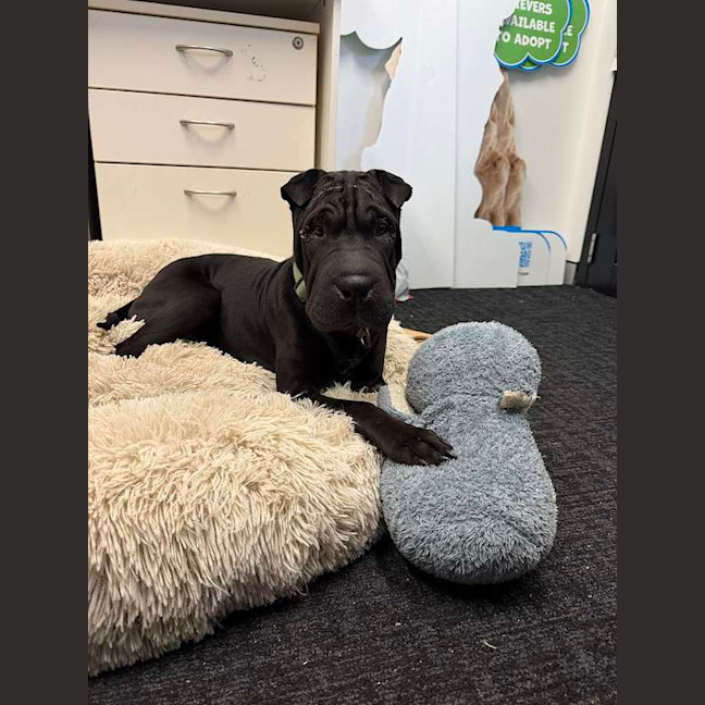 Photo of Junior