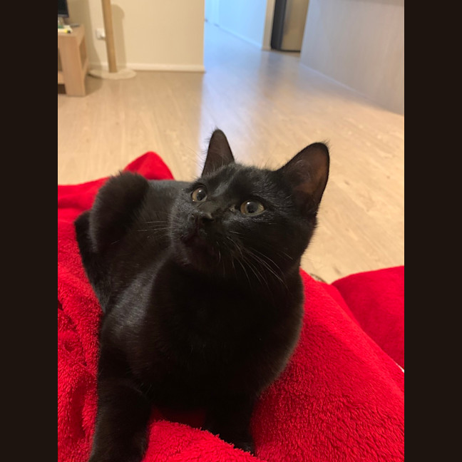 Photo of Nala (Was Wilma)