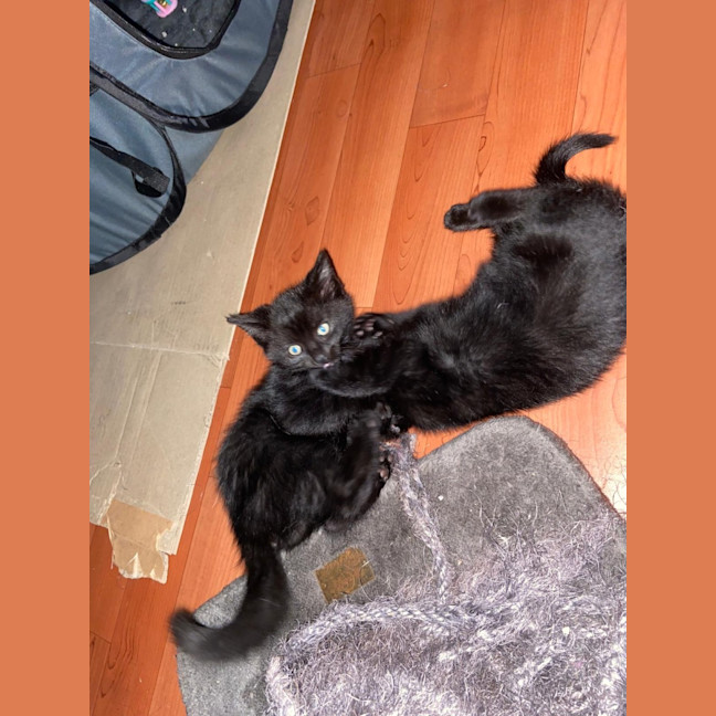 Photo of Midnight