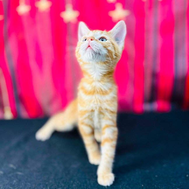 Photo of Cheeto (Located In Preston)