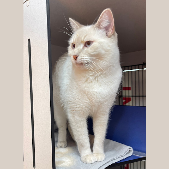 Photo of Prissy