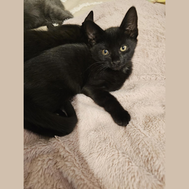 Photo of Tamworth Meet Me@Petstock Keysborough Store 