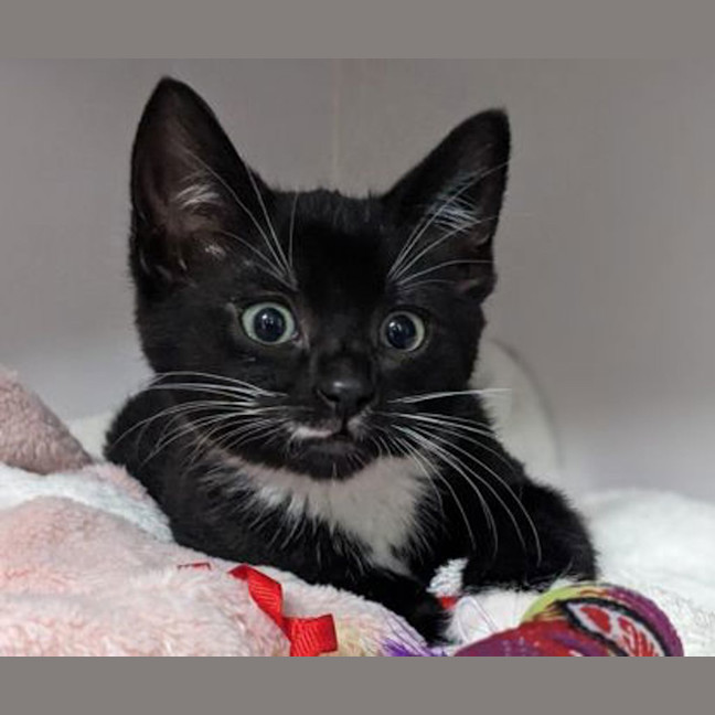 Photo of Rocket