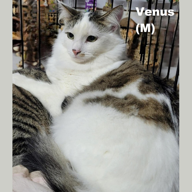 Photo of Venus 