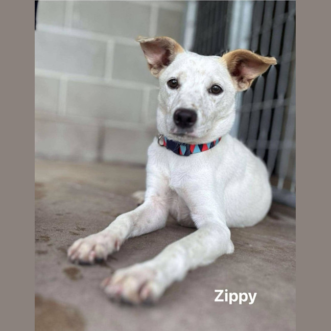 Photo of Zippy