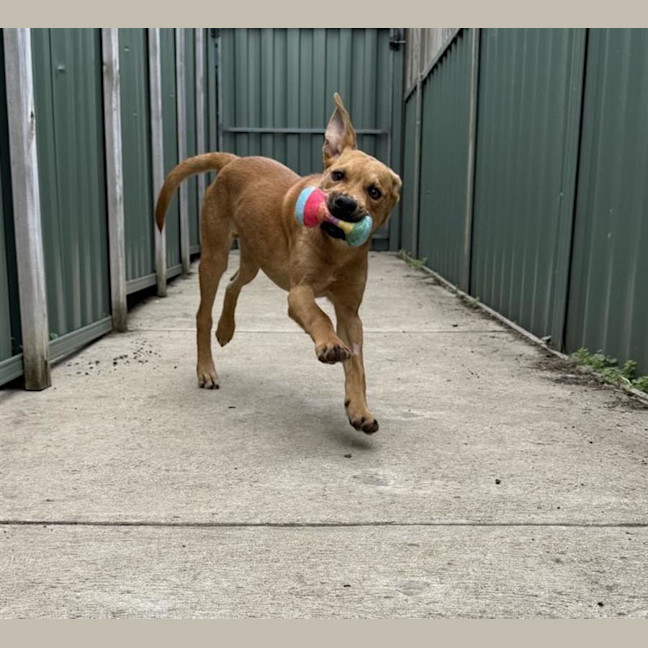 Photo of Roo