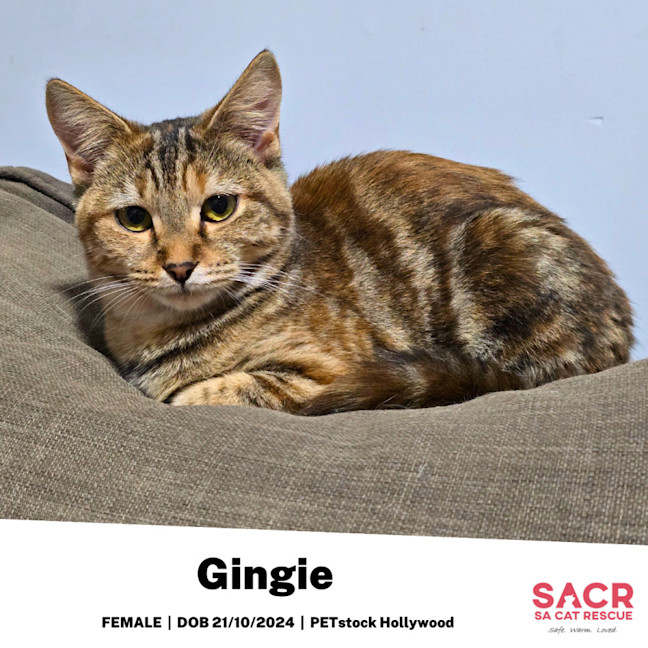 Photo of Gingie