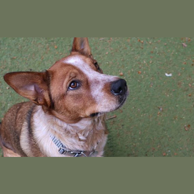 Photo of Sadie