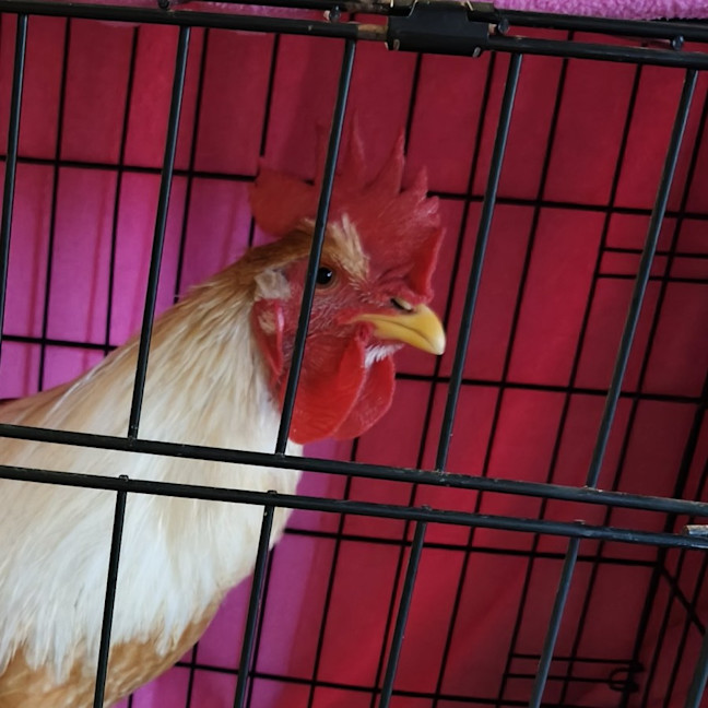 Photo of Rooster