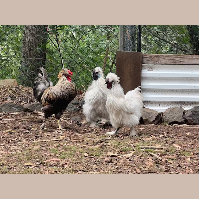 Photo of Goji, Blueberry And Strawberry