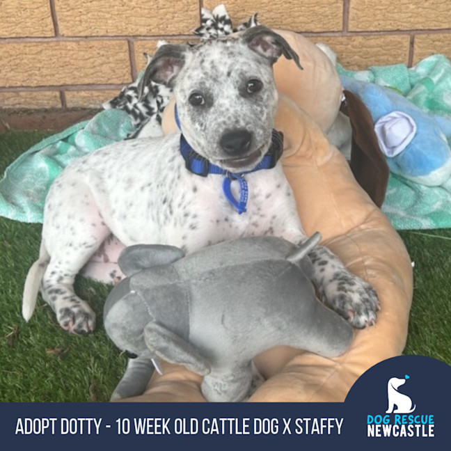 Photo of Dotty   10 Week Old Cattle Dog X Staffy