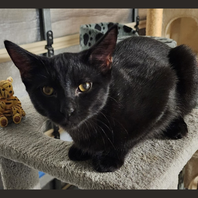 Photo of Nova