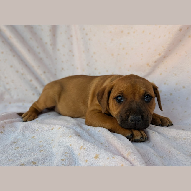 Photo of Bindi