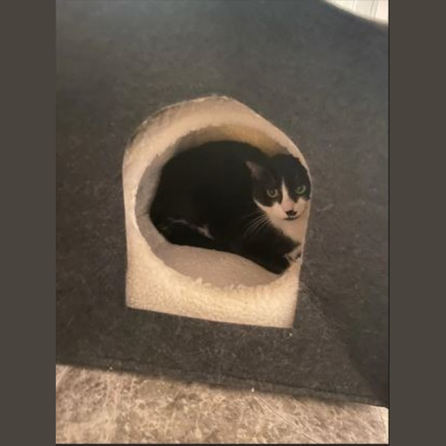 Photo of Charlee
