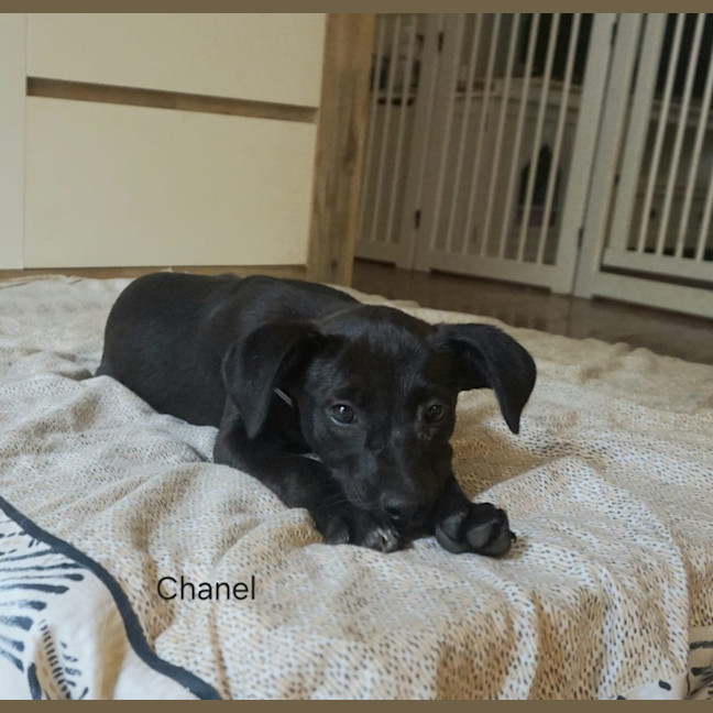 Photo of Chanel