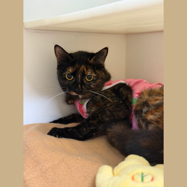 Photo of 🩰 Dapple 6394 🩰