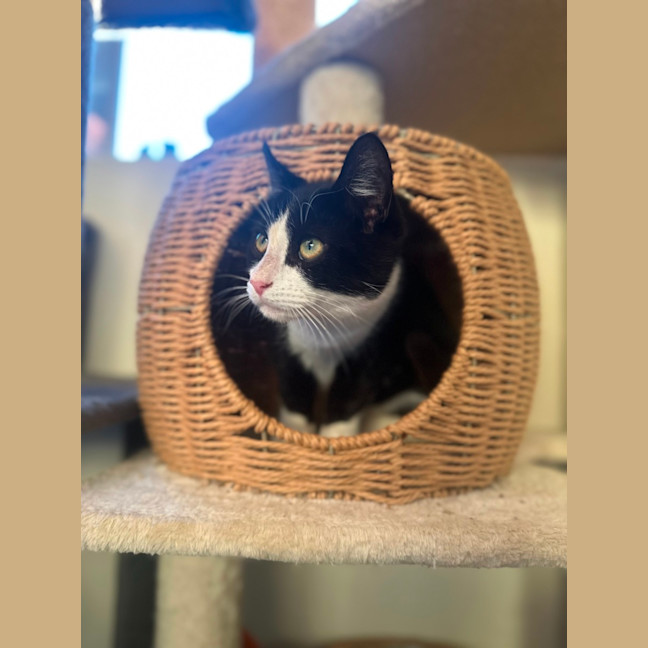 Photo of Felix   Tuxedo