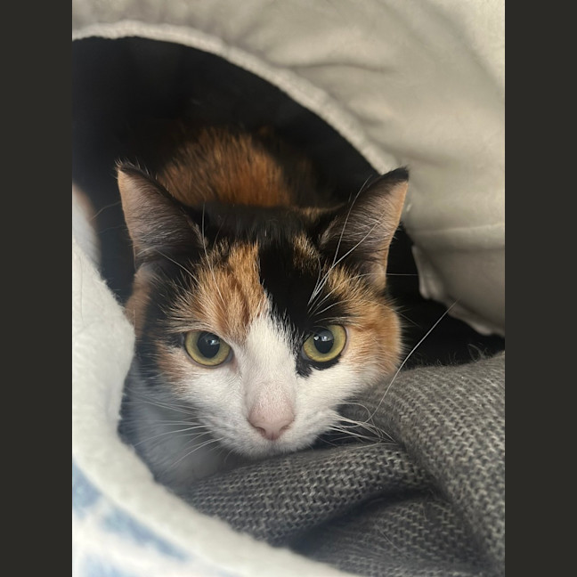 Photo of Molly 
