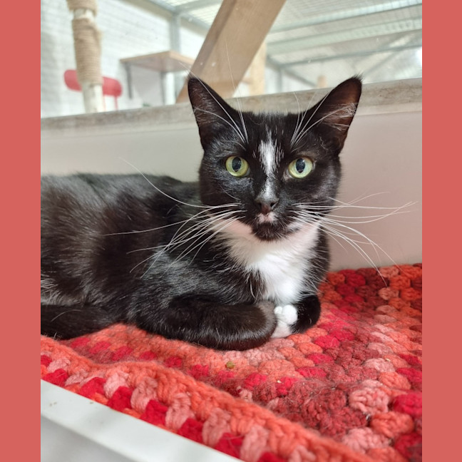 Photo of Polly