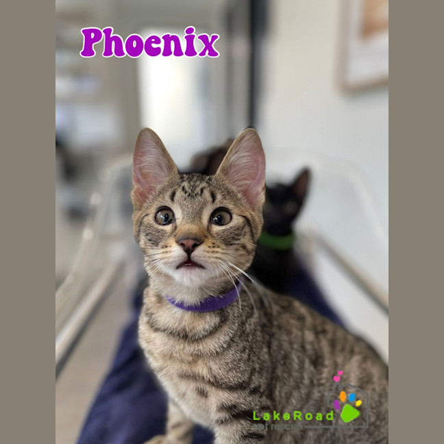 Photo of Phoenix
