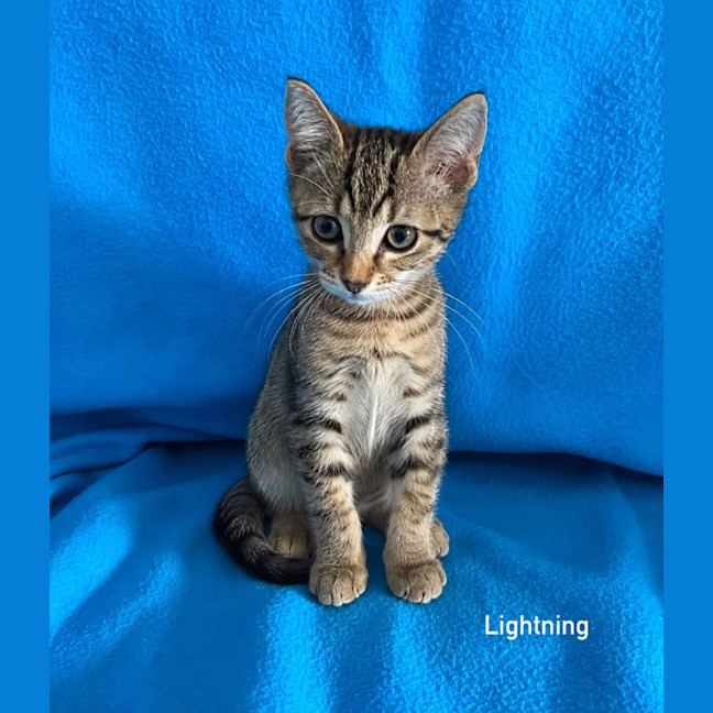 Photo of Lightning