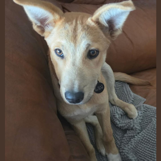 Photo of Caesar 