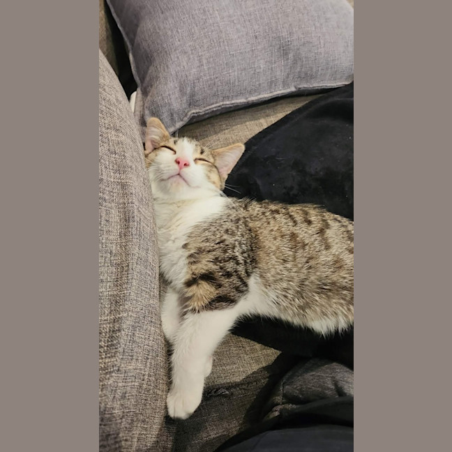 Photo of Peanut