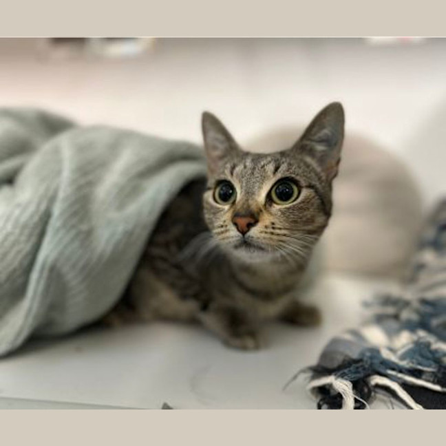 Photo of Missy