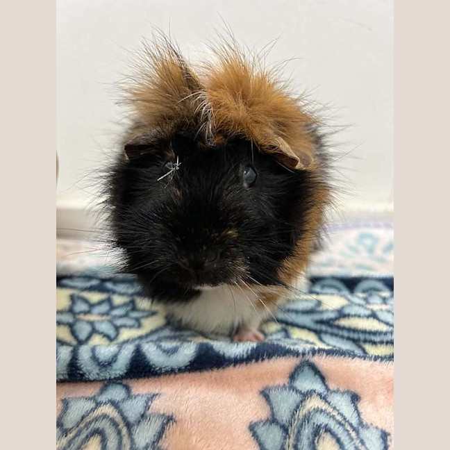 Photo of Piccolo