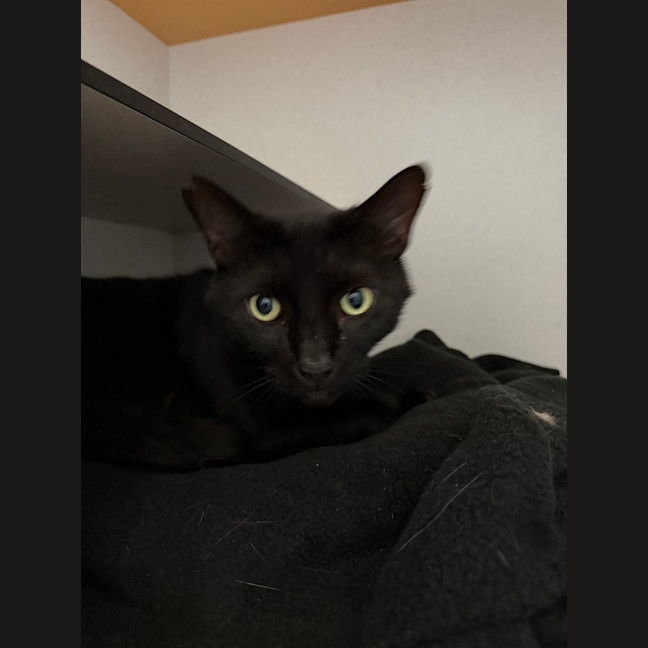 Photo of Shadow 