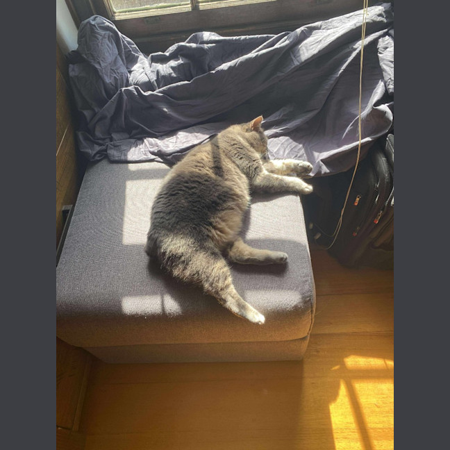 Photo of Gracie