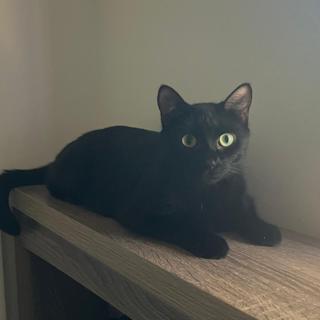 Photo of Chimi
