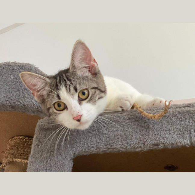 Photo of Amity (9967)